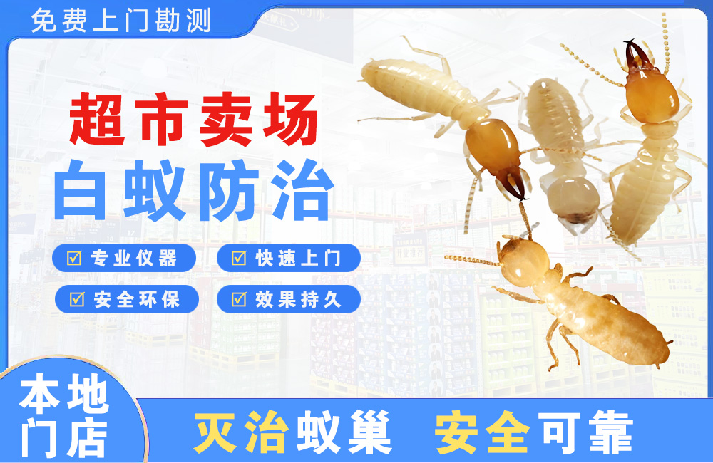 琼中超市卖场白蚁防治